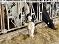 Tests have confirmed dairy cows at three farms in Texas and one in Kansas have highly pathogenic avian influenza, but veterinarians are unsure why this has happened. The virus hasn&#039;t crossed to the bovine species previously. So far, the impact of avian flu on dairy prices has been negligible or nonexistent.