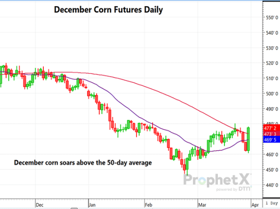 This chart shows the post-report surge in new-crop December corn futures following the bullish report. December rose well above the 50-day moving average, likely causing short fund traders to scramble to cover some of those shorts. (DTN ProphetX chart by Dana Mantini)