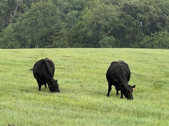 After drought conditions, it&#039;s important to have good pasture management to ensure the best opportunity for grazing. (DTN photo by Jennifer Carrico)