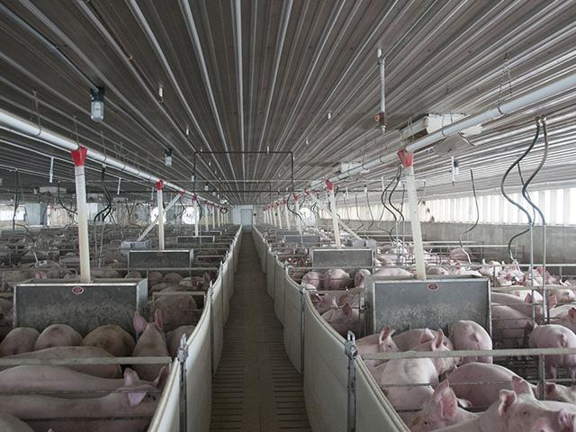 A Canadian company that operates three swine facilities in the U.S. continues to fight in court to have its counterclaims heard. (DTN file photo)