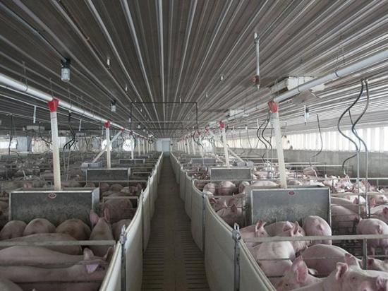 A Canadian company that operates three swine facilities in the U.S. continues to fight in court to have its counterclaims heard. (DTN file photo)