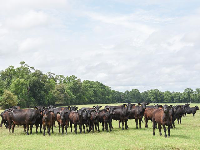Cattle producers are not rebuilding their herds as they deal with ongoing drought and other challenges. (DTN/Progressive Farmer photo by Becky Mills)