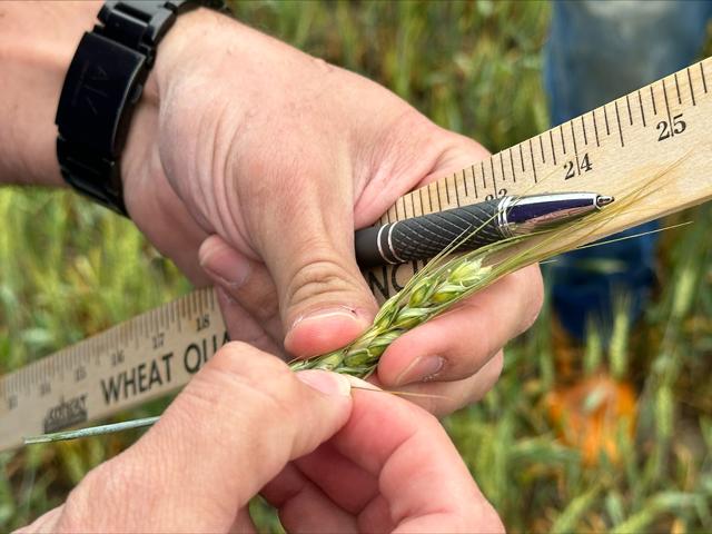 The final wheat head and spikelet counts were made during Day 3 of the Wheat Quality Council&#039;s 2024 Hard Winter Wheat Tour. (DTN photo by Jason Jenkins)