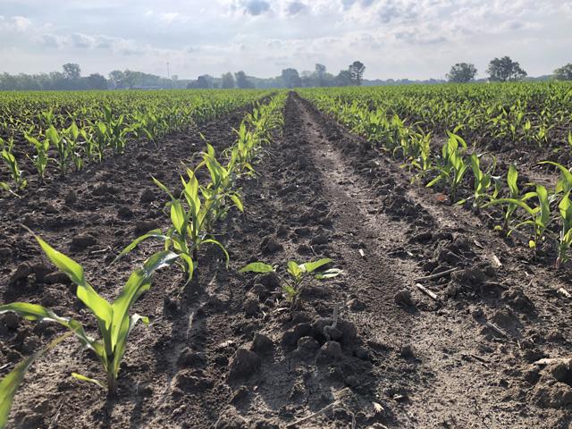 It&#039;s been a wet spring for planting for many farmers this spring. Hurry up and wait is the mantra, but keep in mind that grain trading algorithms never get tired. (DTN photo by Philip Shaw)