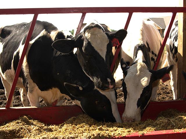 Iowa has had 11 cases of H5N1 in dairy cows as well as three poultry sites positive for HPAI as of June 25. (DTN/Progressive Farmer Photo By: Jennifer Carrico)