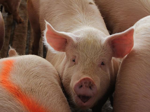 The future of hog production in North Dakota is bright, according to the new North Dakota State University (NDSU) Extension swine specialist. (DTN file photo)