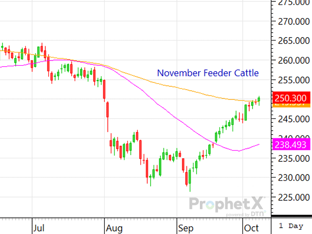 Since the live cattle market bottomed on Aug. 21, the December live cattle contract has gained $13.60 in a little over a month&#039;s time. The spot November feeder cattle contract bottomed on Sept. 6 and since then has added $22.28. (DTN ProphetX chart)
