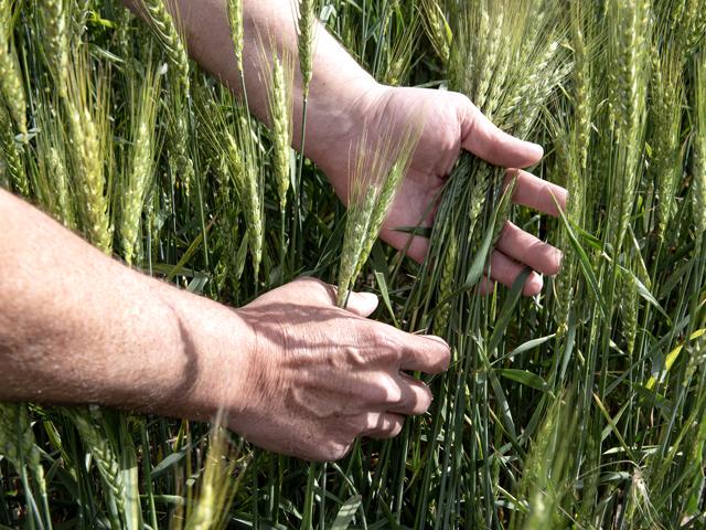 The final wheat head and spikelet counts were made during Day 3 of the Wheat Quality Council&#039;s 2025 Hard Winter Wheat Tour. (DTN photo by Jason Jenkins)
