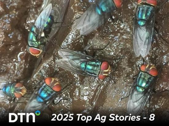 New World screwworm prevention is the focus of the livestock industry, while the closest case during the year was 70 miles from the U.S. border. (DTN file photo)