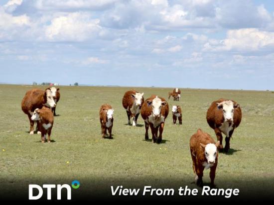 At Copeland &amp; Sons Herefords, mating decisions for the coming year start as calves hit the ground and are made based on goals for the coming year. (DTN/Progressive Farmer photo by Jennifer Carrico)