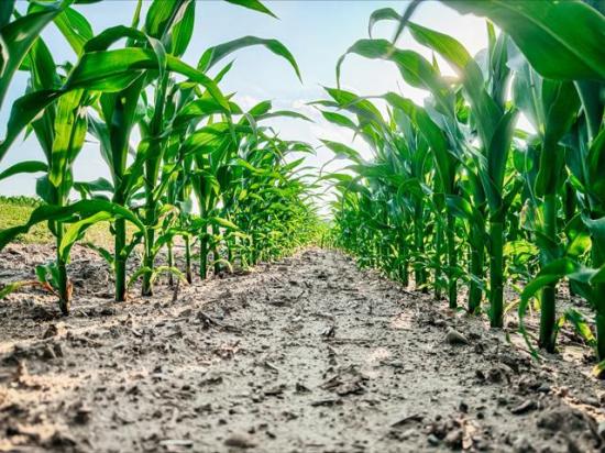 This week&#039;s hot spell is before most corn moves into pollination, which helps mitigate yield loss potential. (DTN photo by EllaMae Reiff)