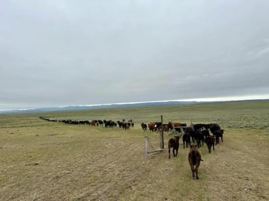 Cattle market fundamentals remain extremely bullish. Some extra volatility comes naturally with these record high prices. (DTN photo by ShayLe Stewart)