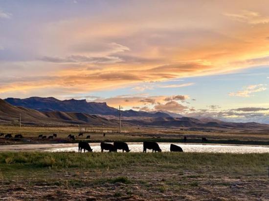 The cattle market may be primed for higher prices, but volatility will remain embedded throughout the marketplace. (DTN photo by ShayLe Stewart)