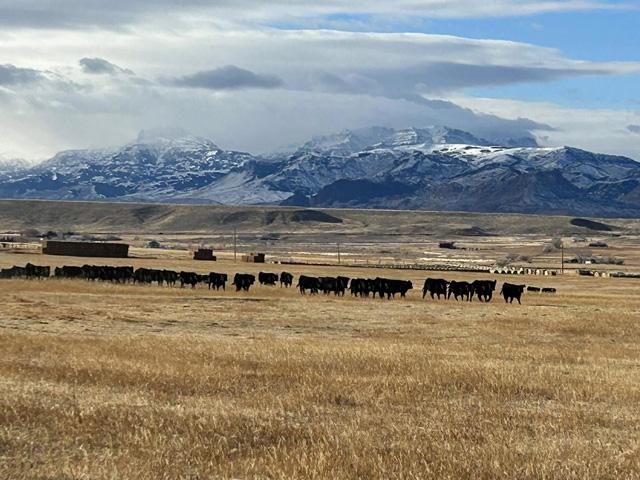 Monday's cattle market didn't feel good emotionally, and depending on how far the prices fall, this could become costly. (Photo by Jimmy Stewart)