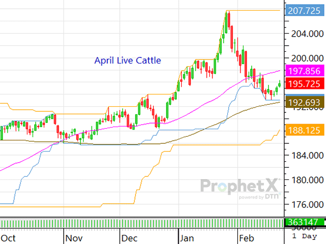 Since just last Friday, the spot March feeder cattle complex has rallied $6.27, and the spot April contract has rallied $1.77. (DTN ProphetX chart)