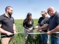 From left, Tim Boyle, Maria Victoria, Chris Tanner and Justin Gilpin discuss differences in the heads of two different varieties of wheat that Tanner is growing in an on-farm field trial near Norton, Kansas. The stop was one during Day 1 of the 2025 Hard Winter Wheat Tour sponsored by the Wheat Quality Council. (DTN photo by Jason Jenkins)