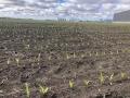 It&#039;s been an uneven spring planting season in southwestern Ontario. Corn was planted in April, but since then it&#039;s been a battle. (DTN photo by Philip Shaw)