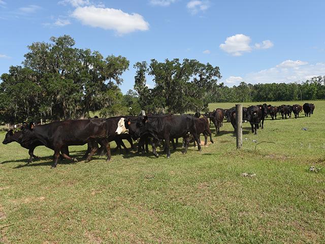 Florida cattleman Mac Finlayson has increased his stocking rate around 50% with rotational grazing. Rotating pastures is as easy as opening a gate. (DTN/Progressive Farmer photo by Becky Mills)
