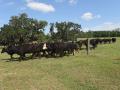 Florida cattleman Mac Finlayson has increased his stocking rate around 50% with rotational grazing. Rotating pastures is as easy as opening a gate. (DTN/Progressive Farmer photo by Becky Mills)