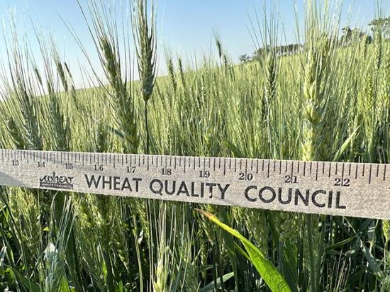 Armed with yardsticks, dozens of scouts will assess spring wheat and durum in North Dakota and western Minnesota this week as part of the Wheat Quality Council's annual tour. (DTN file photo)