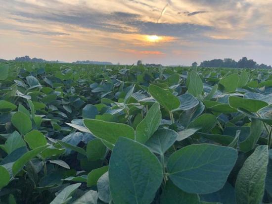 Farmers are juggling myriad factors this August when it concerns ag markets. The upcoming USDA reports are just another one. (DTN photo by Philip Shaw)
