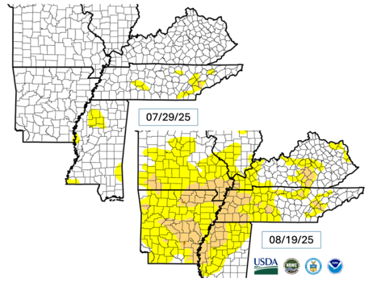 Heat and dryness during August have caused as much as two categories of drought development in the Delta and southern Midwest. (U.S. Drought Monitor graphic)