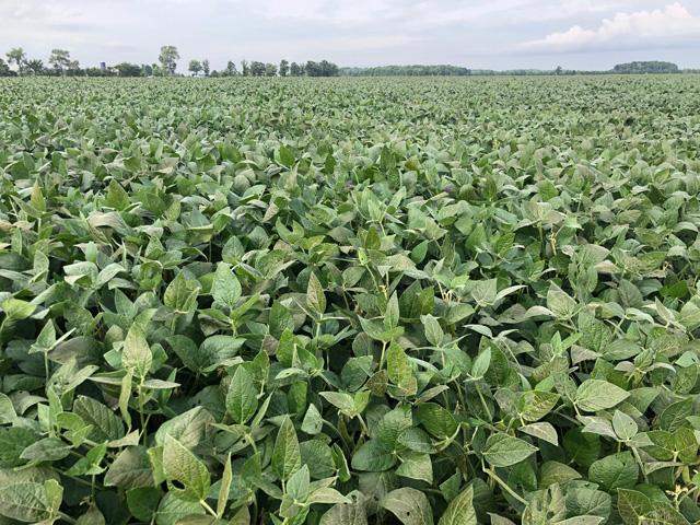 With big crops in North America there are still some cash grain market anomalies. The U.S. Northern Plains might be one with no Chinese buying. Maybe Ontario and Quebec, too, because of drought-induced fields. (DTN photo courtesy of Philip Shaw)