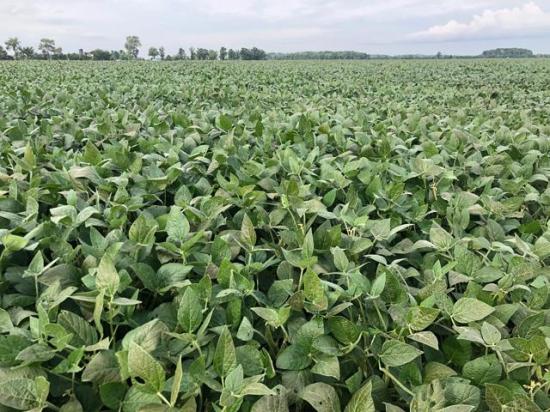 With big crops in North America there are still some cash grain market anomalies. The U.S. Northern Plains might be one with no Chinese buying. Maybe Ontario and Quebec, too, because of drought-induced fields. (DTN photo courtesy of Philip Shaw)