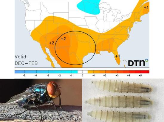If the New World screwworm migrates from Mexico into Texas, the 2025-26 winter forecast suggests temperatures would not be low enough to threaten its winter survivability. (USDA-APHIS and DTN graphics)