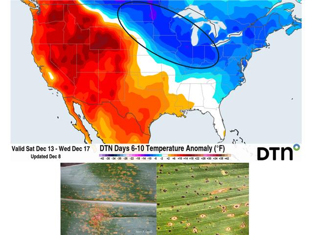 A forecast cold wave over the U.S. Corn Belt during mid-December will be deadly for southern rust. Tar spot, however, will likely survive and be ready to propagate in the right conditions during 2026. (DTN graphic; southern rust photo by Mario Carrillo; tar spot photo by Golden Harvest Hybrids)