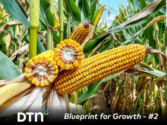 When it comes to corn yield, ear aesthetics don't determine how quickly the combine's grain tank fills at harvest. (Photo courtesy of GDM)