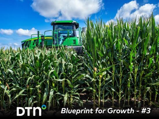 Corn standing 6 to 7 feet tall allows easier in-season access compared to taller, traditional hybrids. (DTN/Progressive Farmer photo by Joel Reichenberger)