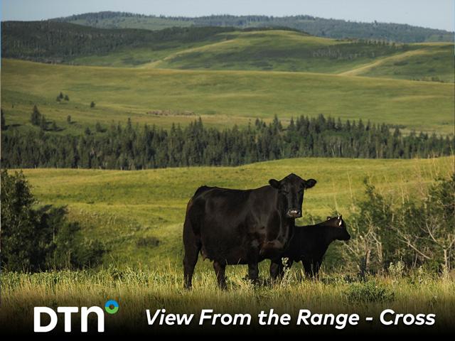 The ideal cow at Cross Cattle Company in Alberta, Canada, must be able to travel their big area and keep up with the herd while raising a good calf. (Photo courtesy of Certified Angus Beef)