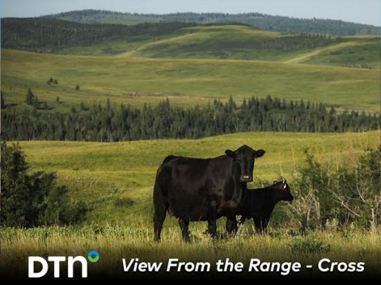 The ideal cow at Cross Cattle Company in Alberta, Canada, must be able to travel their big area and keep up with the herd while raising a good calf. (Photo courtesy of Certified Angus Beef)