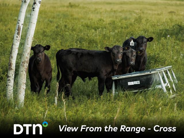 Calves at Cross Cattle Company are weaned, and after about a week, they are sent back to grass but are fed grain for development. (Photo by Certified Angus Beef)
