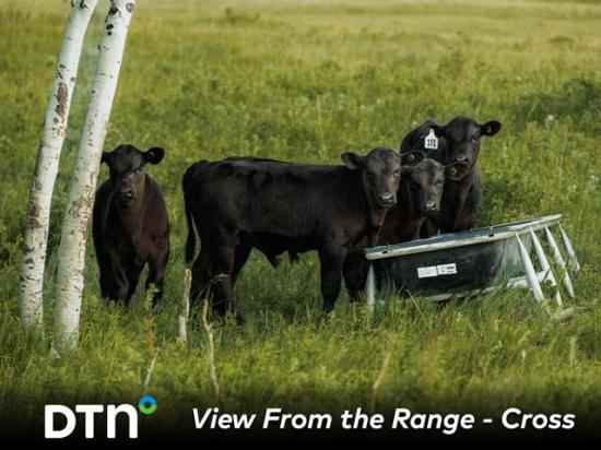 Calves at Cross Cattle Company are weaned, and after about a week, they are sent back to grass but are fed grain for development. (Photo by Certified Angus Beef)