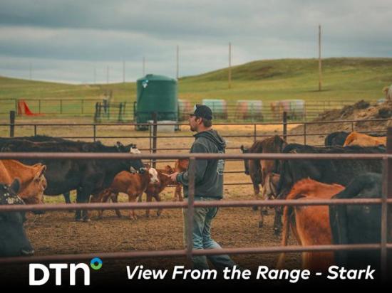 Tristan Stark looks over a group of cattle during branding time on the ranch. The calves are all given vaccines at this time. (Photo courtesy of Travis Lopes)