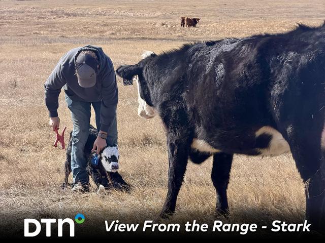 Tristan Stark tags a newborn calf on the family's Montana ranch. (Photo courtesy of Shaylyn Stark)