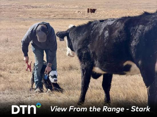 Tristan Stark tags a newborn calf on the family's Montana ranch. (Photo courtesy of Shaylyn Stark)