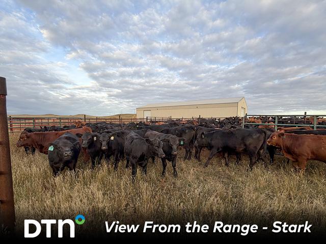 Calves at S Bar K Cattle and Hay are sold via video auction during the summer for fall delivery. (Photo courtesy of Shaylyn Stark)