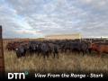 Calves at S Bar K Cattle and Hay are sold via video auction during the summer for fall delivery. (Photo courtesy of Shaylyn Stark)