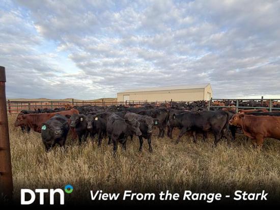 Calves at S Bar K Cattle and Hay are sold via video auction during the summer for fall delivery. (Photo courtesy of Shaylyn Stark)