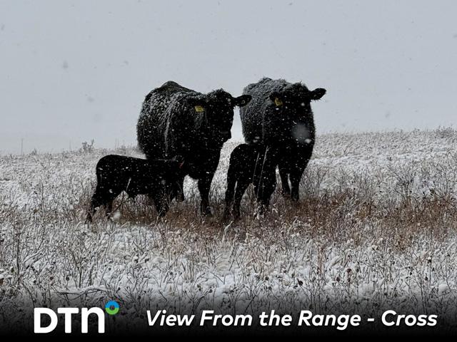 Cows at the Cross Cattle Company operation in Alberta, Canada, have been calving through later-than-normal winter weather. (Photo courtesy of Austin Cross)