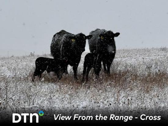 Cows at the Cross Cattle Company operation in Alberta, Canada, have been calving through later-than-normal winter weather. (Photo courtesy of Austin Cross)