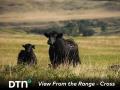 Cross Cattle Company has purchased bulls from the same operation for 40 years. The two ranches have a good working relationship. (Photo courtesy of Certified Angus Beef)