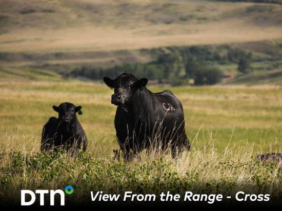 Cross Cattle Company has purchased bulls from the same operation for 40 years. The two ranches have a good working relationship. (Photo courtesy of Certified Angus Beef)