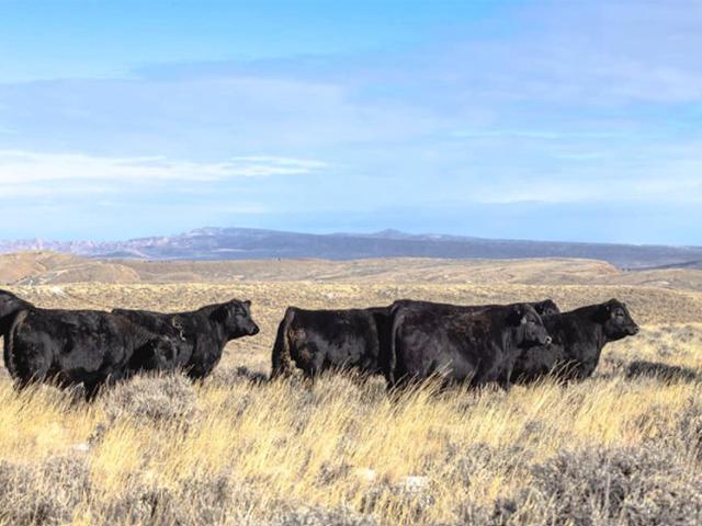 With ample opportunities on the table again for cattlemen in 2026, it's vital they have well-thought-out business plans for the upcoming year. (Photo by Kayla Walker)