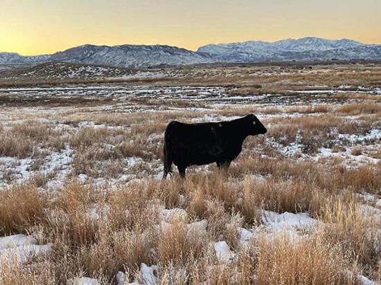 Traders were pleased to note last week's stronger fed cash cattle trade and hope to see continued support this week in both the cash market and on the Cattle Inventory report that's set to be released Jan. 20. (Photo courtesy of Jimmy Stewart)