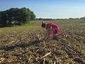 View From the Cab farmer Chris Weaver had a shadow in the field helping him this week. Daughter, Mackenzie, 12, looks over a growing soybean crop on their farm near Finksburg, Maryland. (Photo courtesy of Chris Weaver)