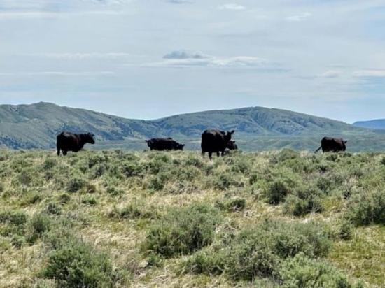 What is becoming more apparent is that we must be diligent market participants, fixated on securing a profit and cannot be rattled and upended by every head fake the market makes. (DTN photo by ShayLe Stewart)